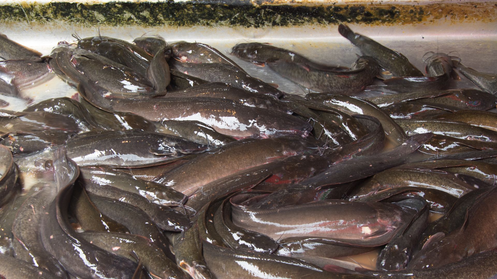 istilah-budidaya-lele-probiotic