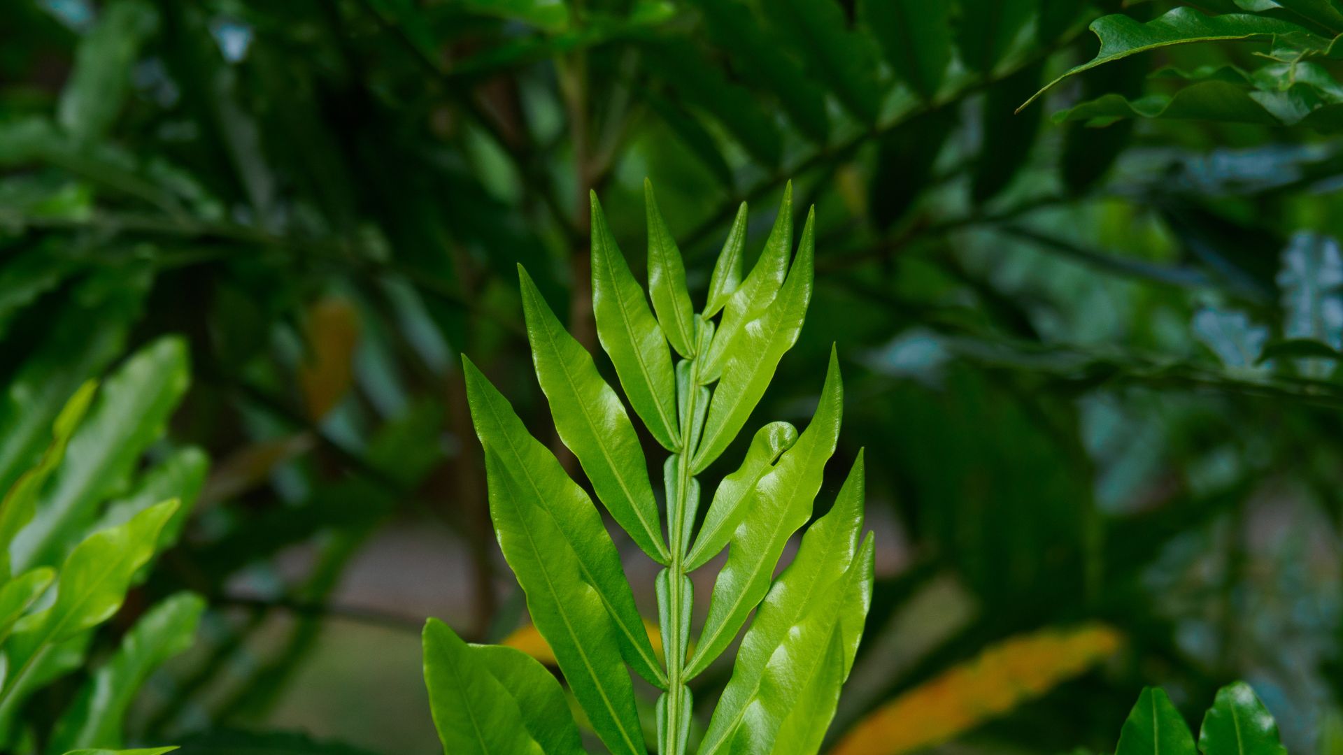 Rekomendasi Pohon yang Cocok Ditanam di Halaman Rumah biar Lebih Sejuk