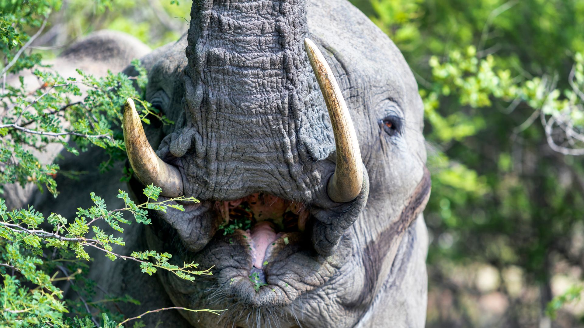 gajah punya rata-rata EQ sebanyak 2,14 dibanding gajah Afrika sebanyak 1,67.