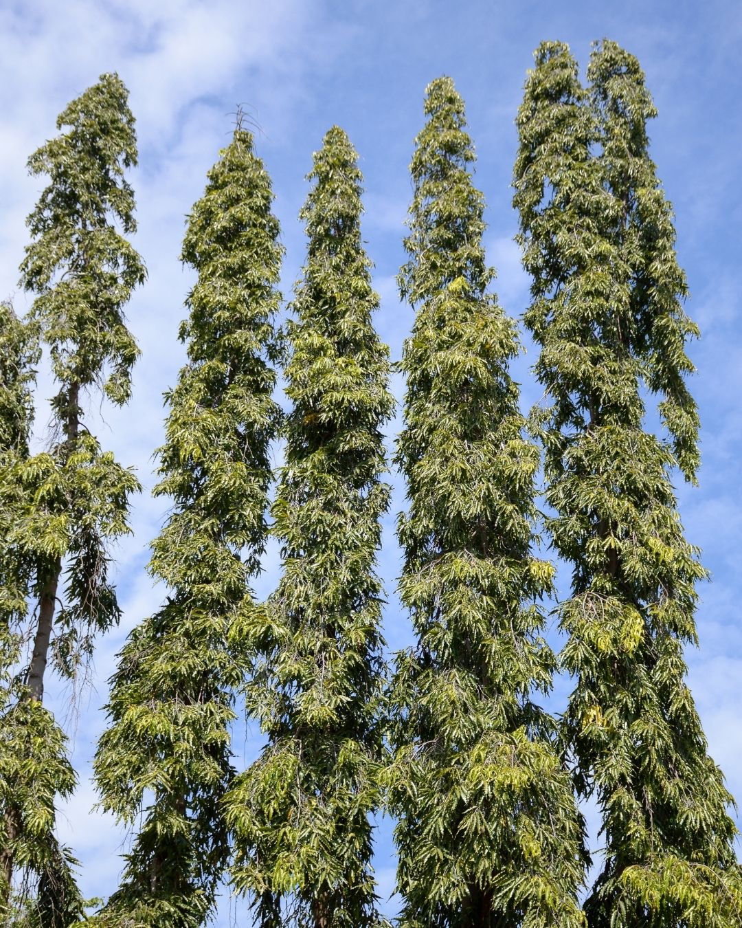 Pohon Glodokan Tiang