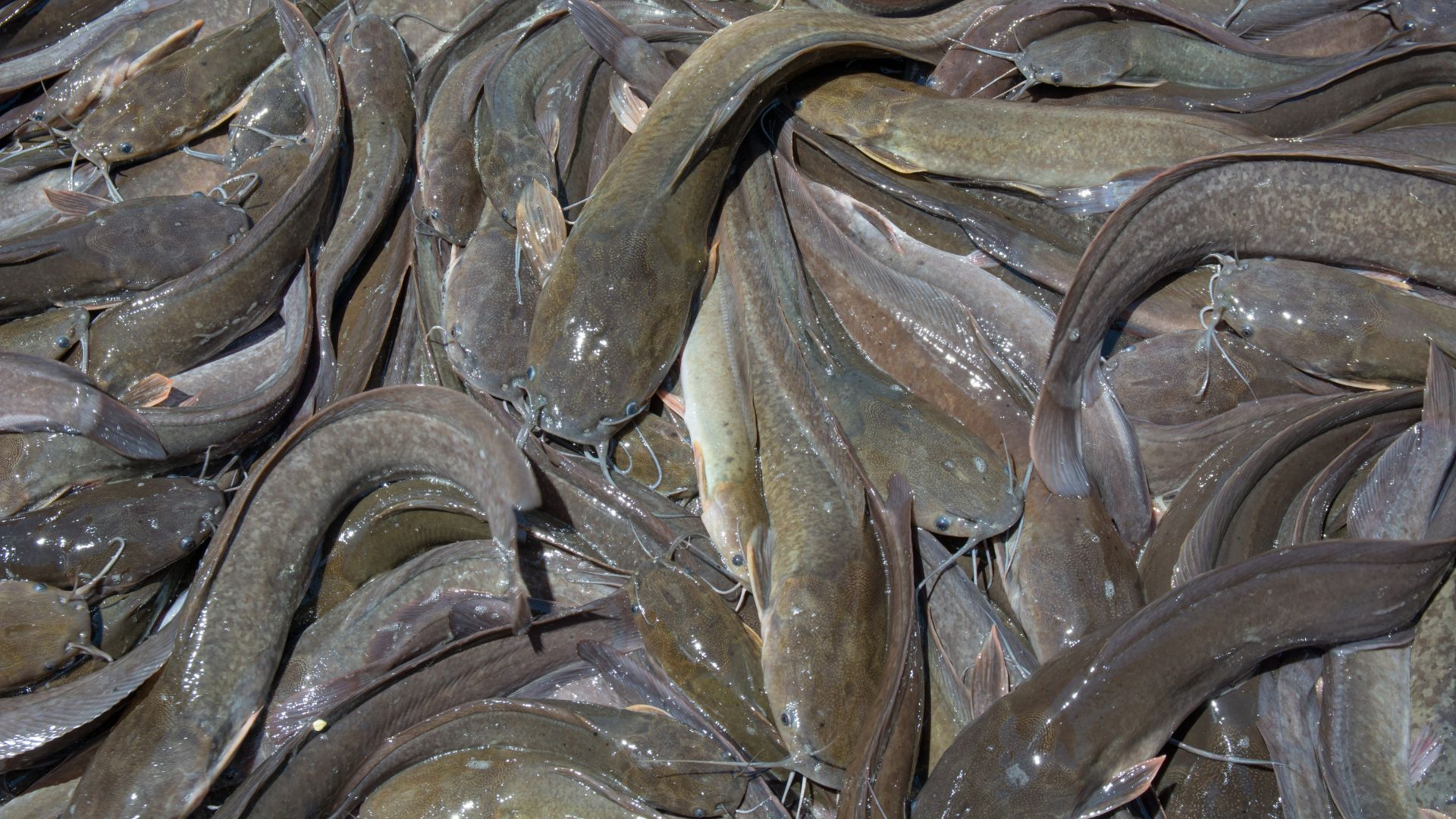 istilah-budidaya-lele-padat-tebar