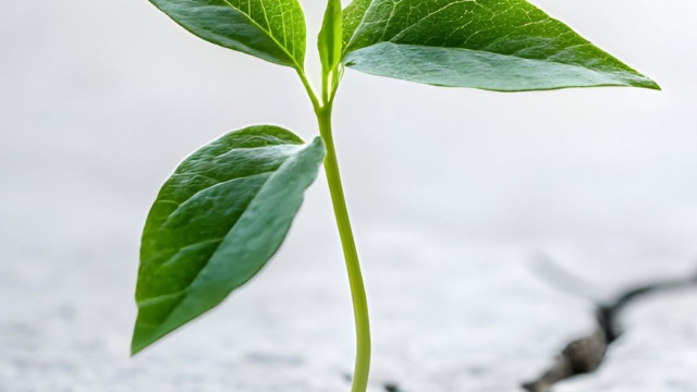 Kenapa Nuansa Ramadhan Selalu Identik dengan Warga Hijau?