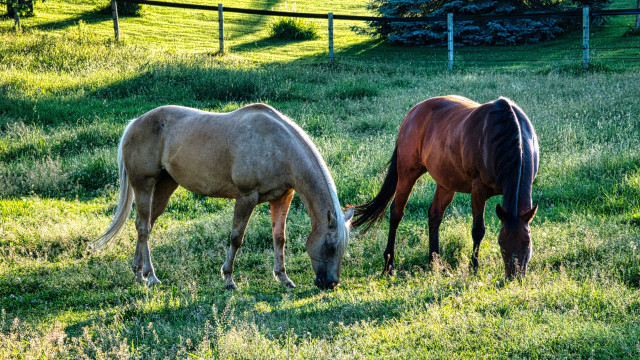 kenapa kuda ototnya besar