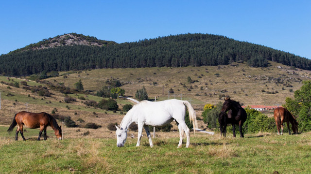 kenapa kuda ototnya besar