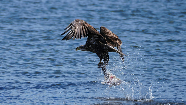 Gimana Caranya Manusia Zaman Dulu Tahu Mana Tanaman yang Bisa Dimakan