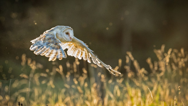 Gimana Caranya Manusia Zaman Dulu Tahu Mana Tanaman yang Bisa Dimakan