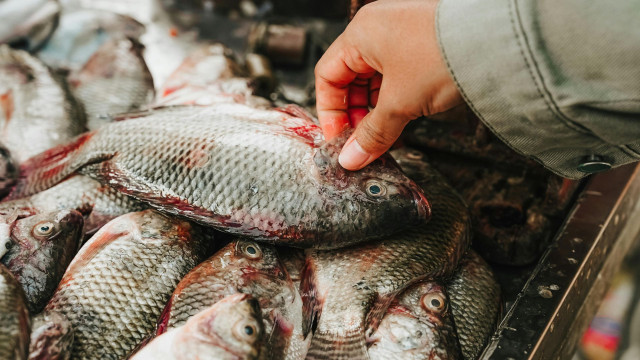 Tips Beli Seafood di Pasar Ikan Jakarta Biar Pulang Gak Bawa Penyesalan