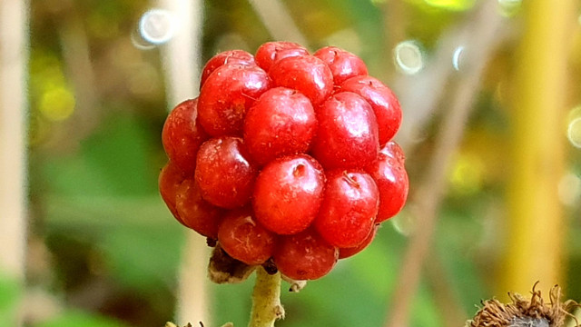 rubus muloccanus