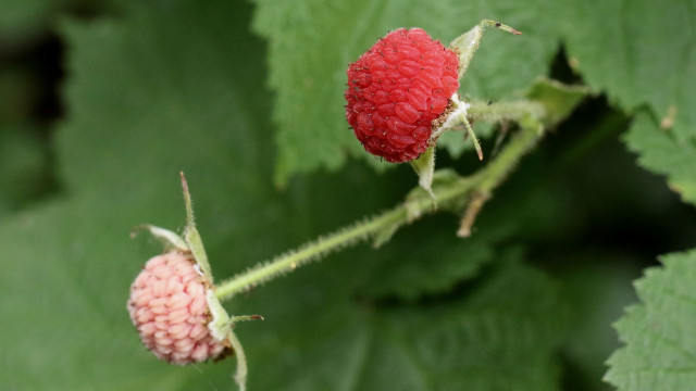 Rubus fraxinifolius