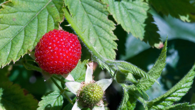 Rubus rosifolius