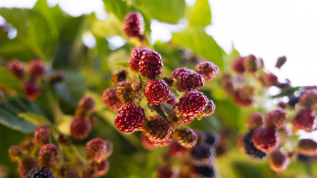 Rubus lineatus