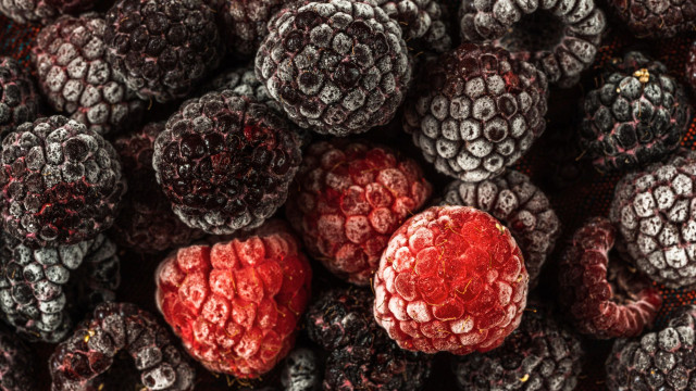 rubus niveus