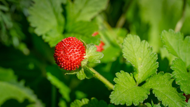Potentilla indica