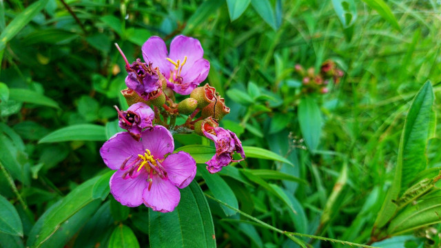 Melastoma malabathricum
