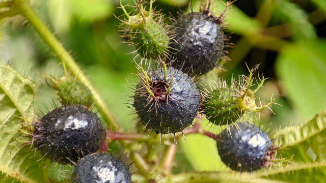 Clidemia hirta
