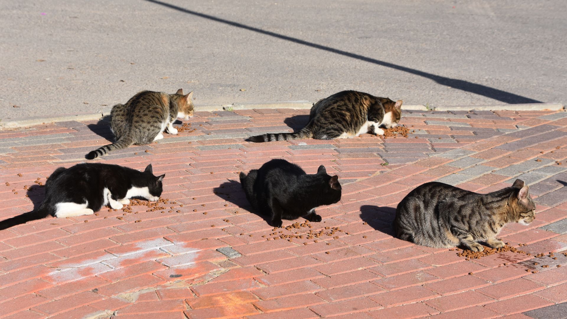 Jangan Kasih Makan Kucing Sembarangan, Kalau Gak Mau Nemu Pup di Mana-Mana