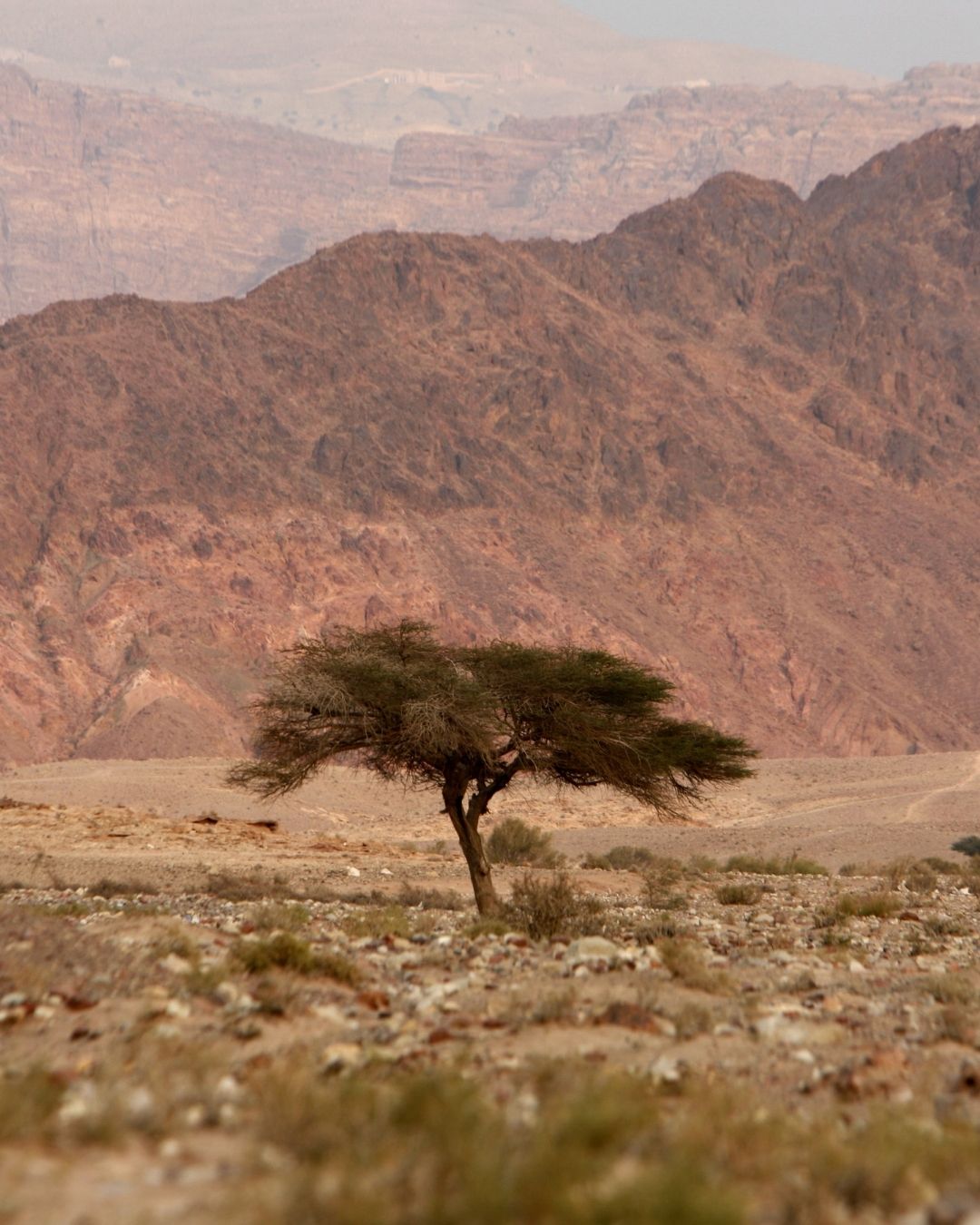 Kenapa Orang-Orang Timur Tengah Suka Makanan Manis?