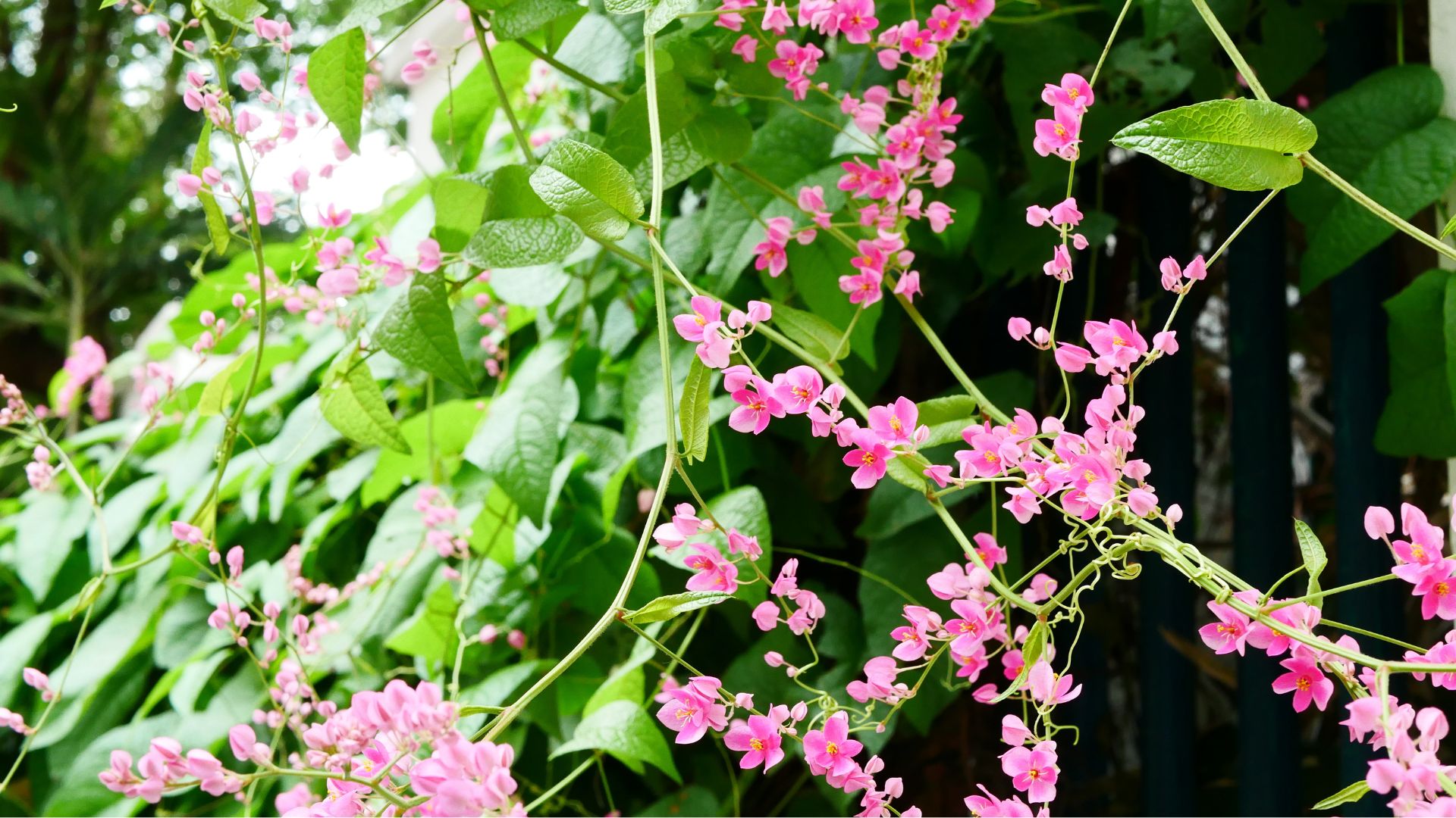 Rekomendasi Tanaman Rambat buat pagar rumah