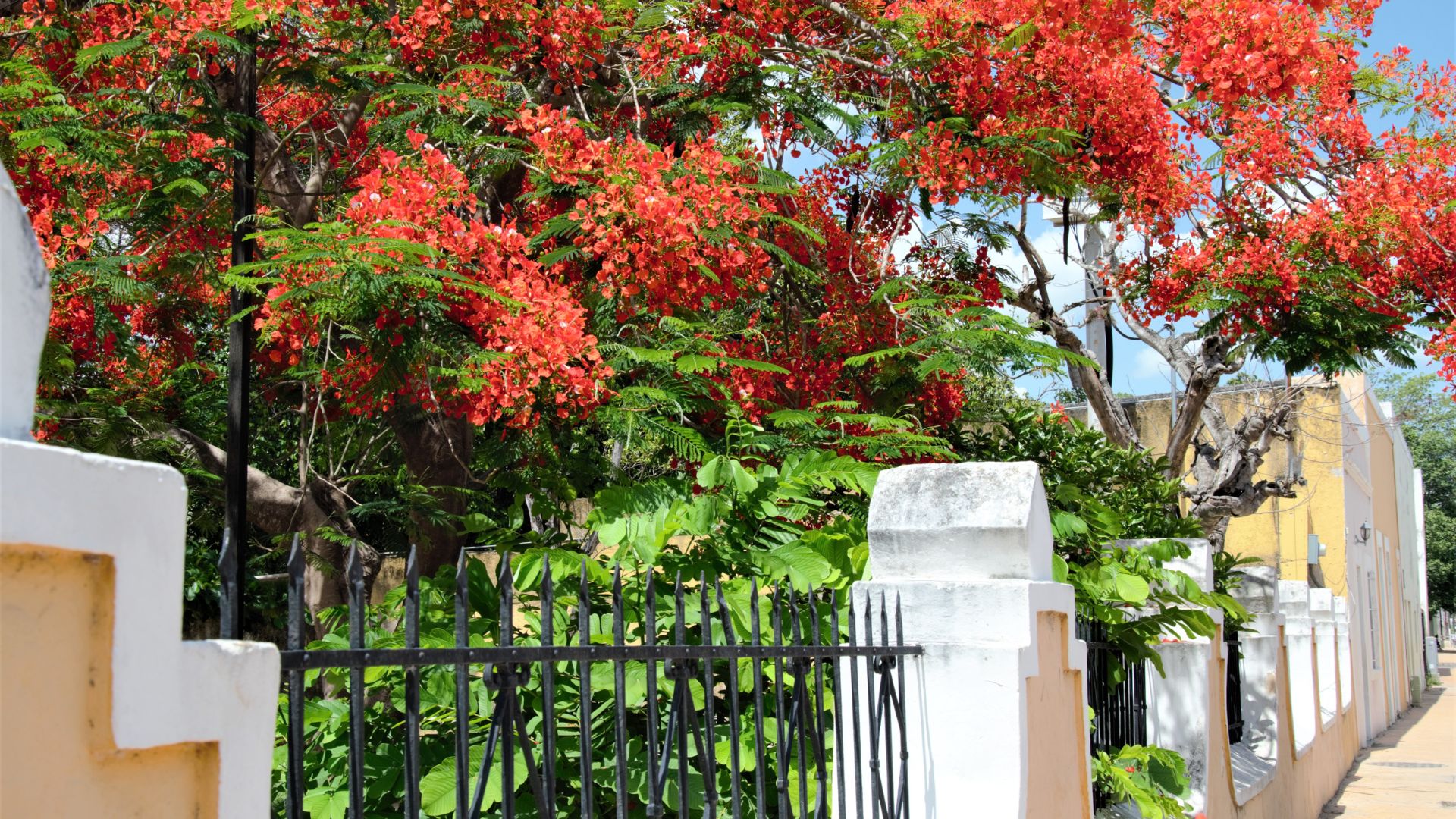 Rekomendasi Pohon yang Cocok Ditanam di Halaman Rumah biar Lebih Sejuk