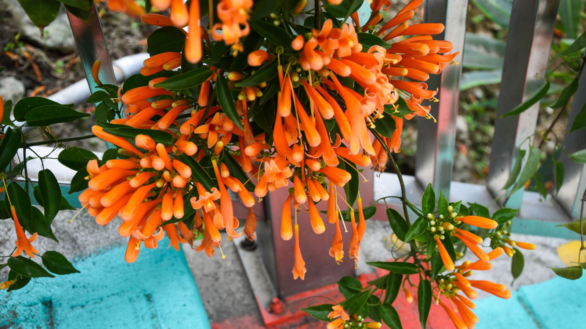 Rekomendasi Tanaman Rambat buat pagar rumah