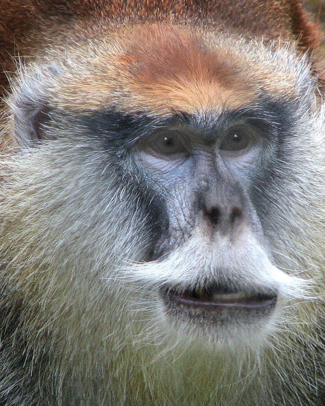 Cara Merawat Kumis Bapak biar Tampilan Makin Berwibawa