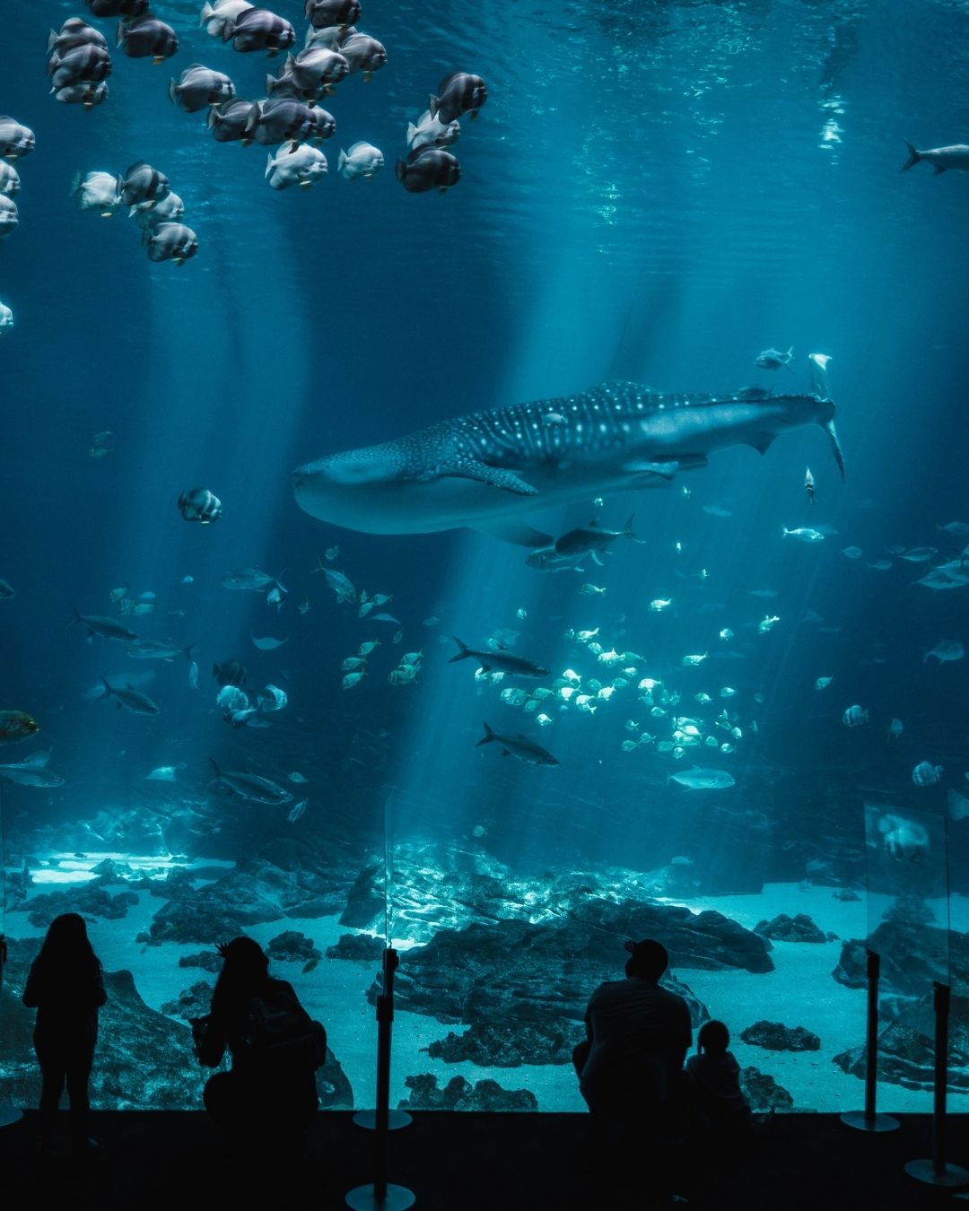 akuarium 