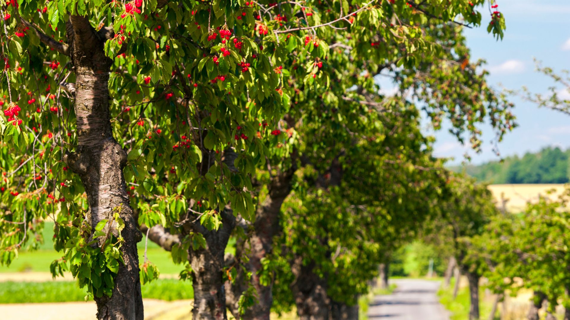 Rekomendasi Pohon yang Cocok Ditanam di Halaman Rumah biar Lebih Sejuk