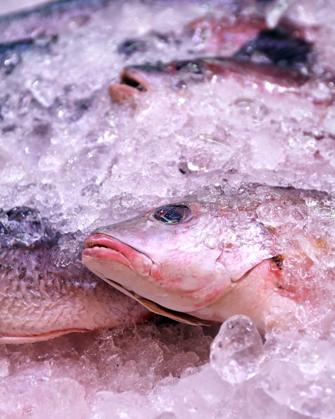 Karakter-Karakter Ikan yang Sering Bapak Temuin di Pasar Dilihat dari Tampilannya
