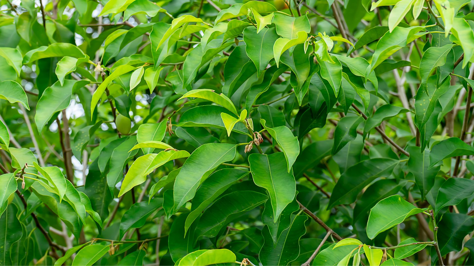 Rekomendasi Pohon yang Cocok Ditanam di Halaman Rumah biar Lebih Sejuk