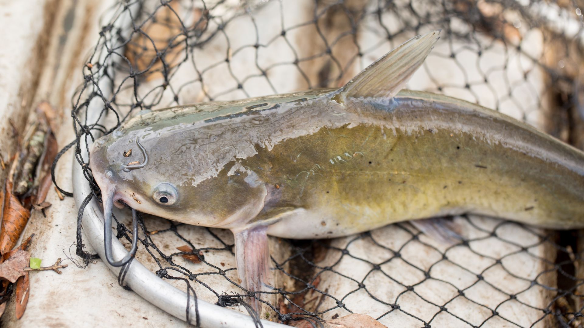 istilah-budidaya-lele-FCR