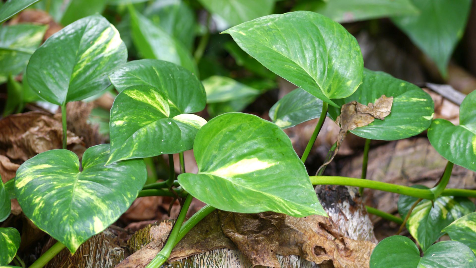Rekomendasi Tanaman Rambat buat pagar rumah