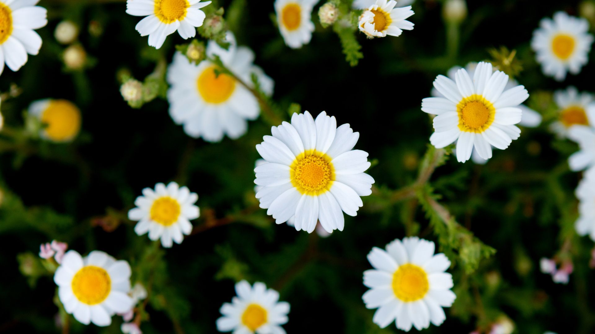 bunga Camomile