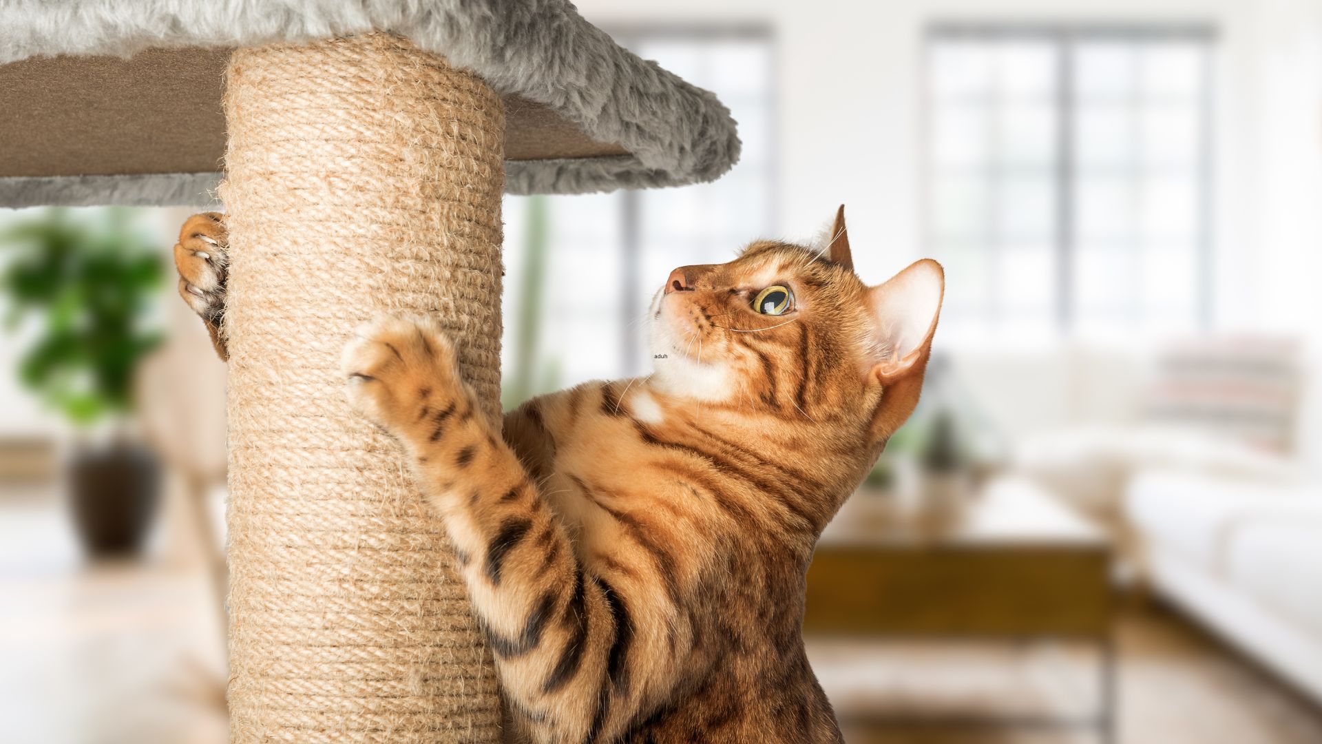 Cat-Scratcher