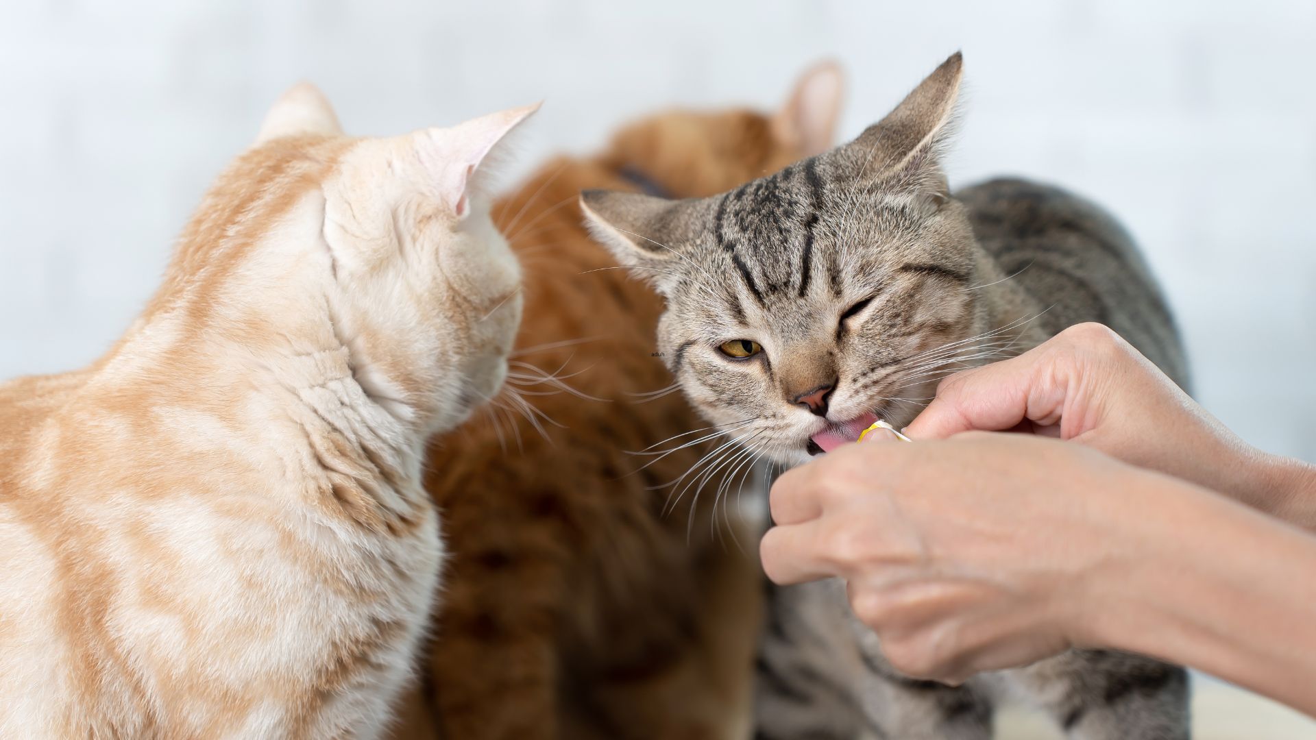 Cat-Treats