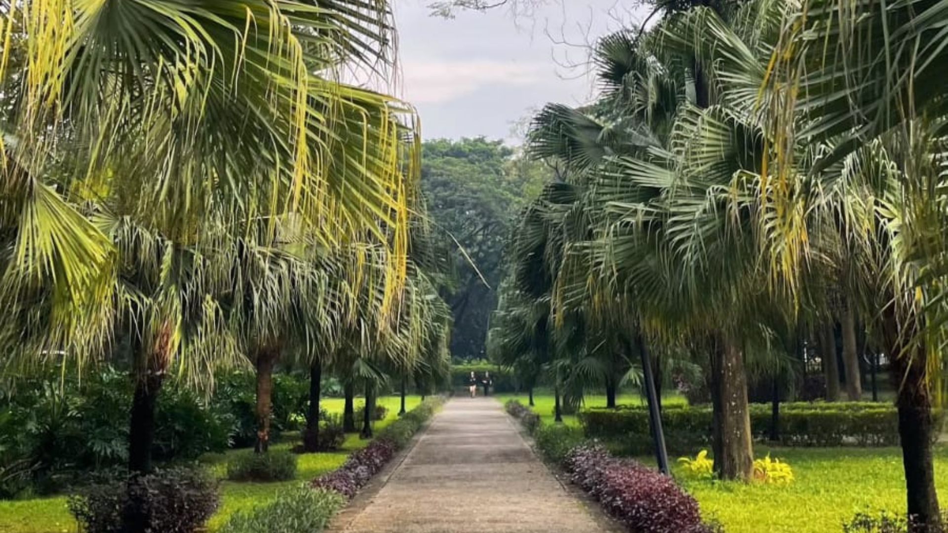 hutan kota di jakarta yang bisa buat piknik