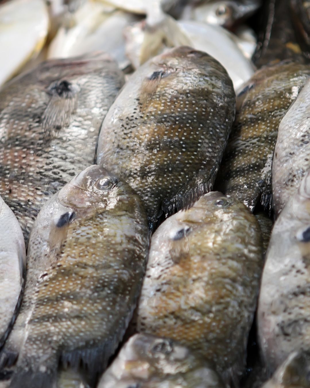 Karakter-Karakter Ikan yang Sering Bapak Temuin di Pasar Dilihat dari Tampilannya