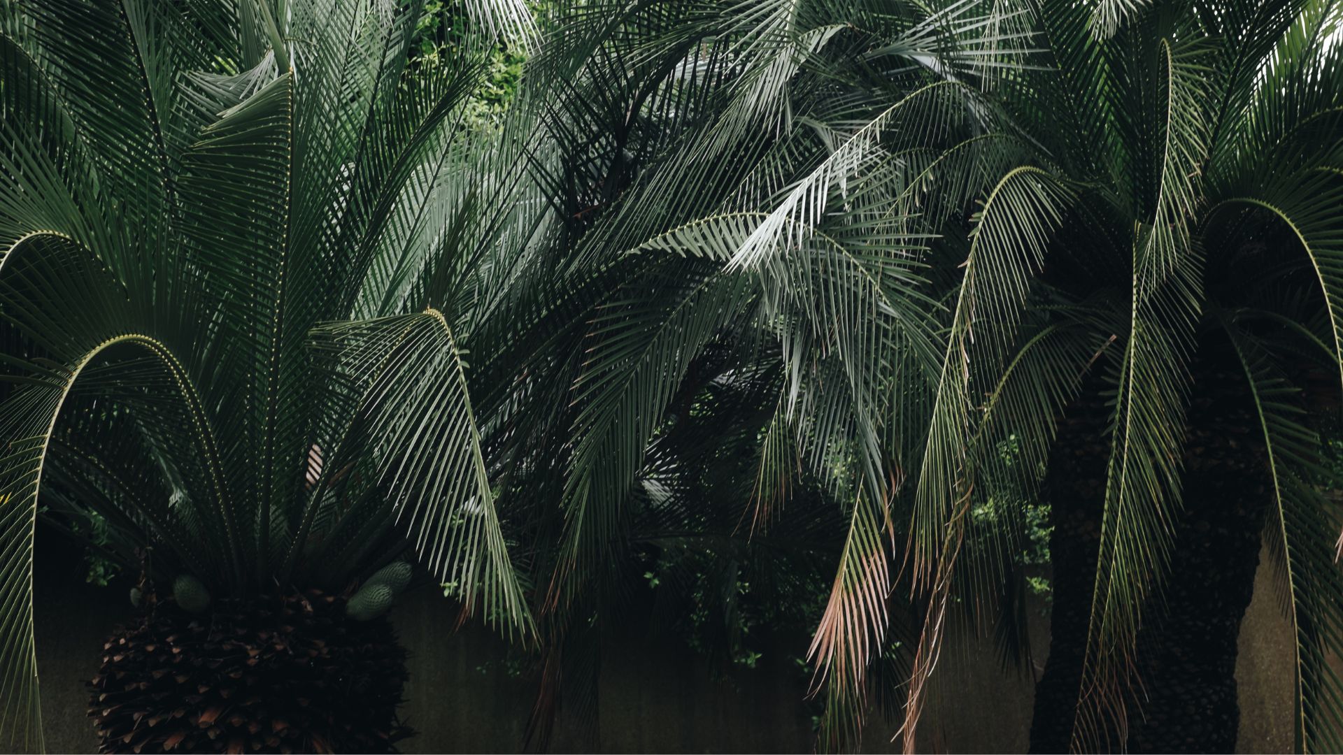 Rekomendasi Pohon yang Cocok Ditanam di Halaman Rumah biar Lebih Sejuk