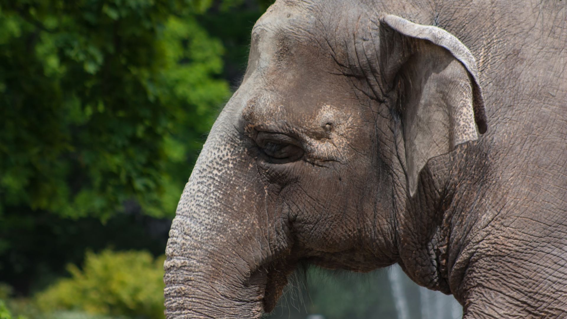 5 Emosi &ldquo;Manusiawai&rdquo; yang Dirasain Gajah, Bisa Ngerasain Trauma Juga!