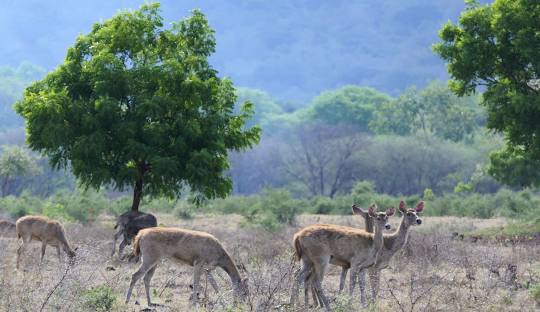 taman nasional baluran