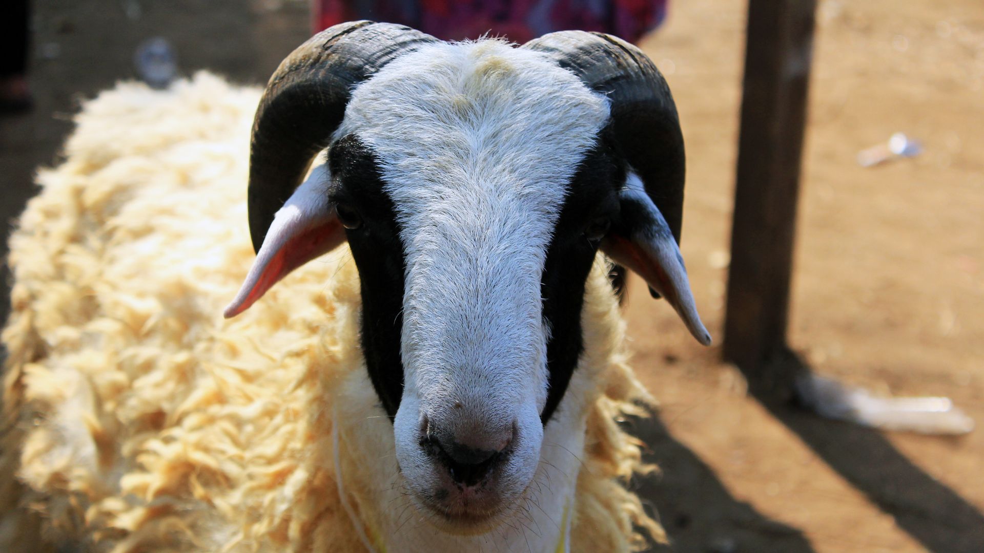 beli hewan kurban pakai uang pinjaman