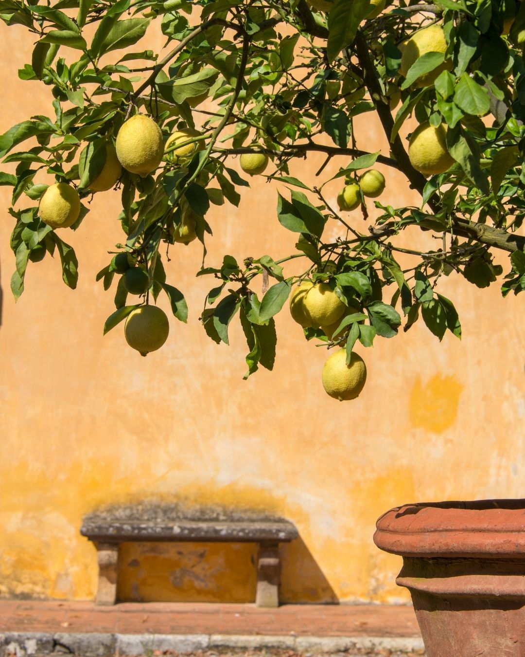 review buku as long as the lemon trees grow