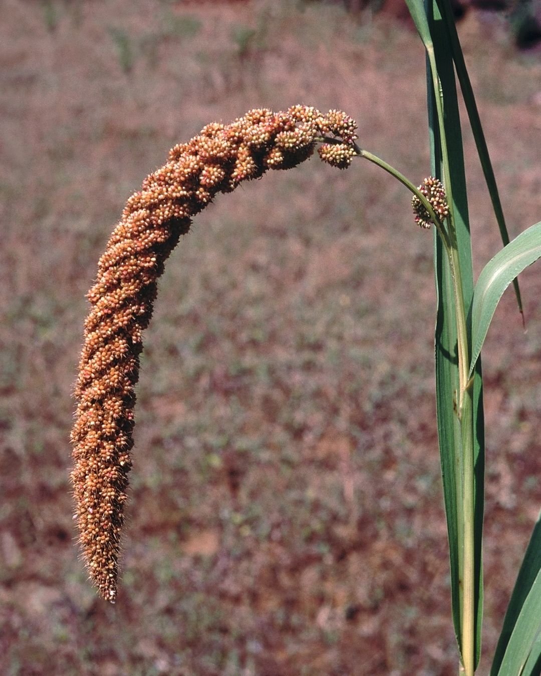 Superfood makanan tradisional Indonesia-jawawut
