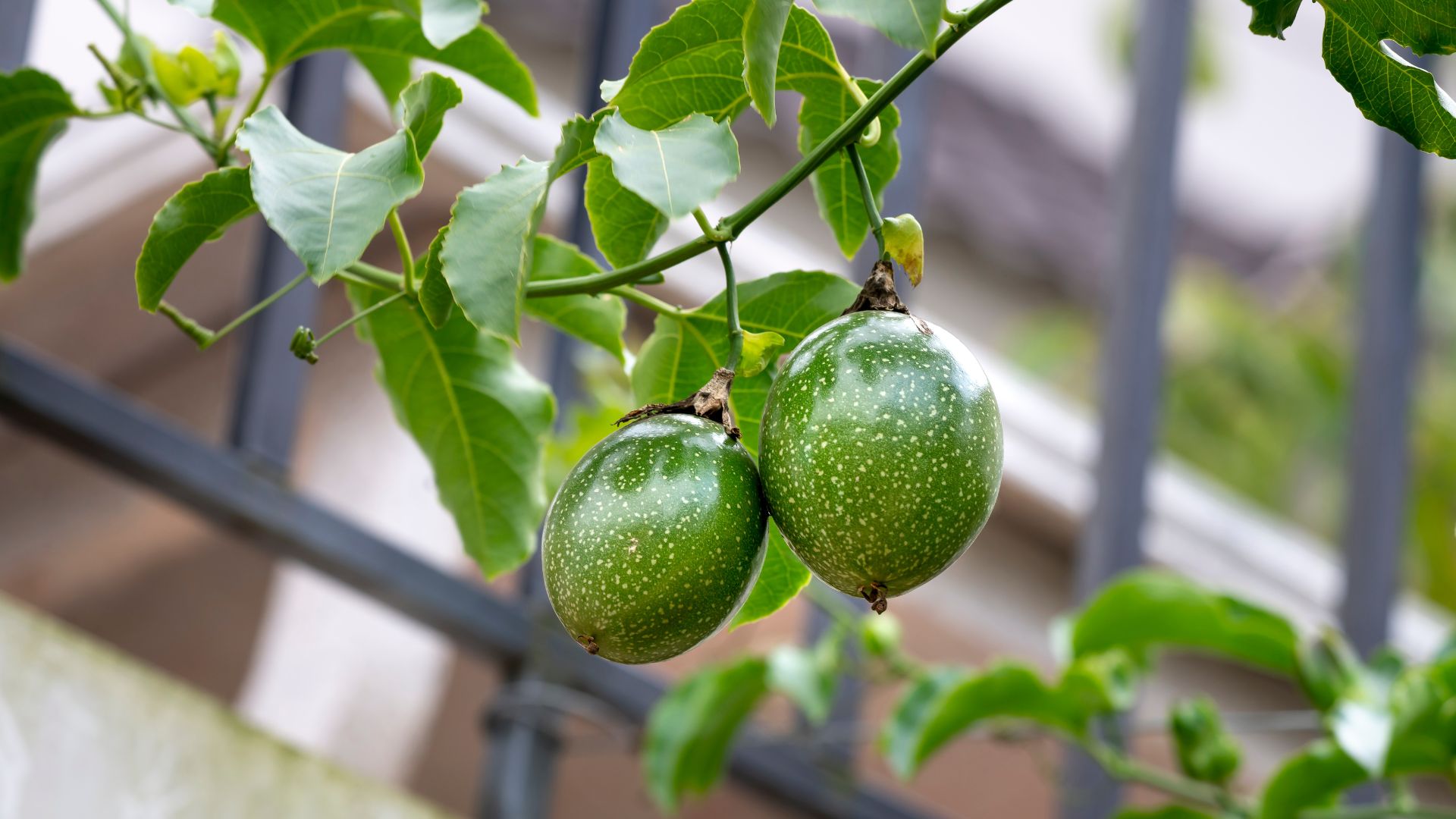 Rekomendasi Tanaman rambat buat di pager rumah