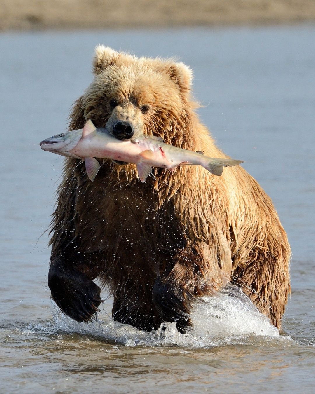 beruang makan salmon