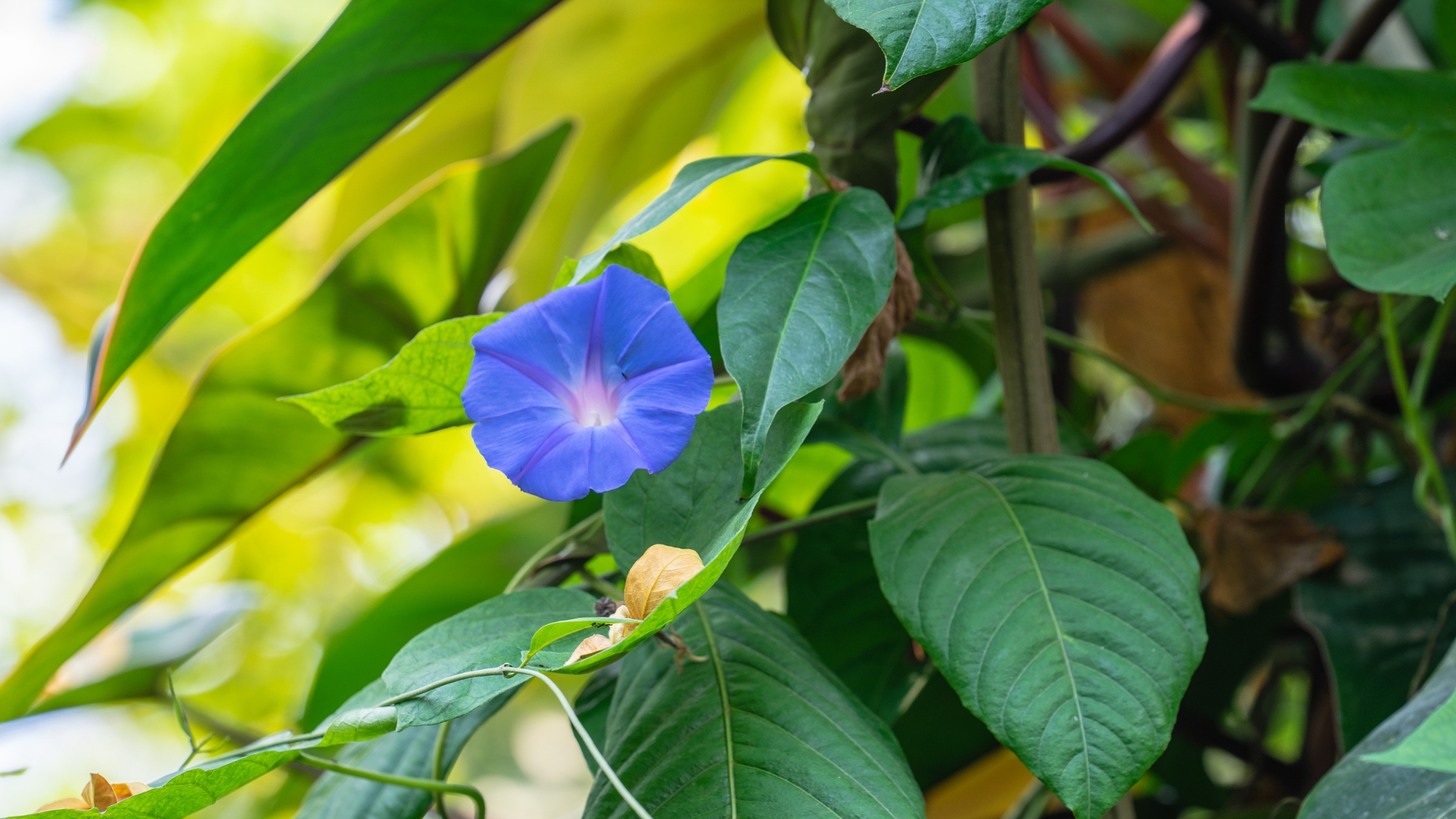 Rekomendasi Tanaman Rambat buat pagar rumah