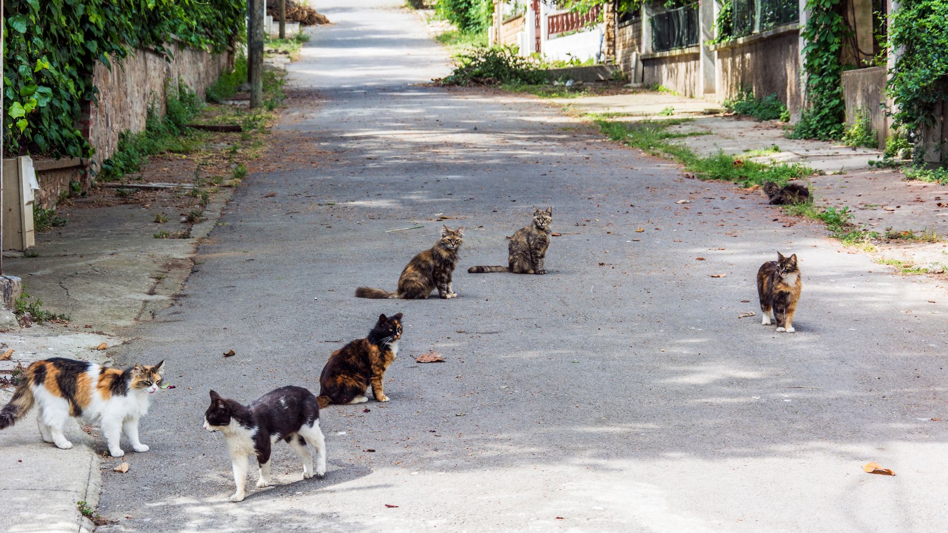 Jangan Kasih Makan Kucing Sembarangan, Kalau Gak Mau Nemu Pup di Mana-Mana