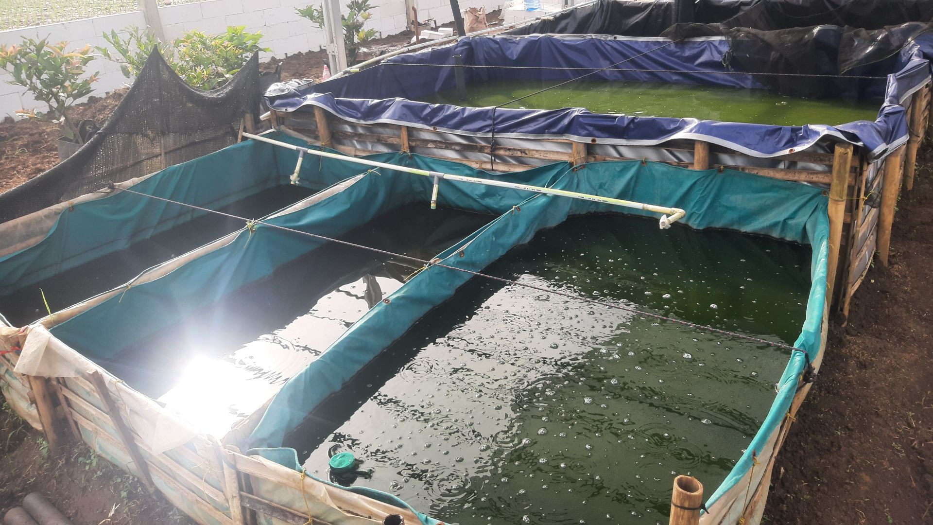 Antara Obligasi sama Ternak Lele, Mana yang Paling Cuan buat Naro Uang Dingin Bapak?