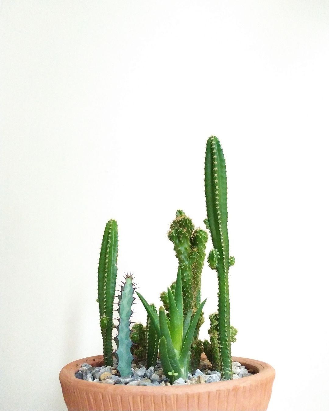 10 Rekomendasi Hadiah buat Guru yang Berkesan, Fungsional, dan Hemat di Dompet-tanaman meja