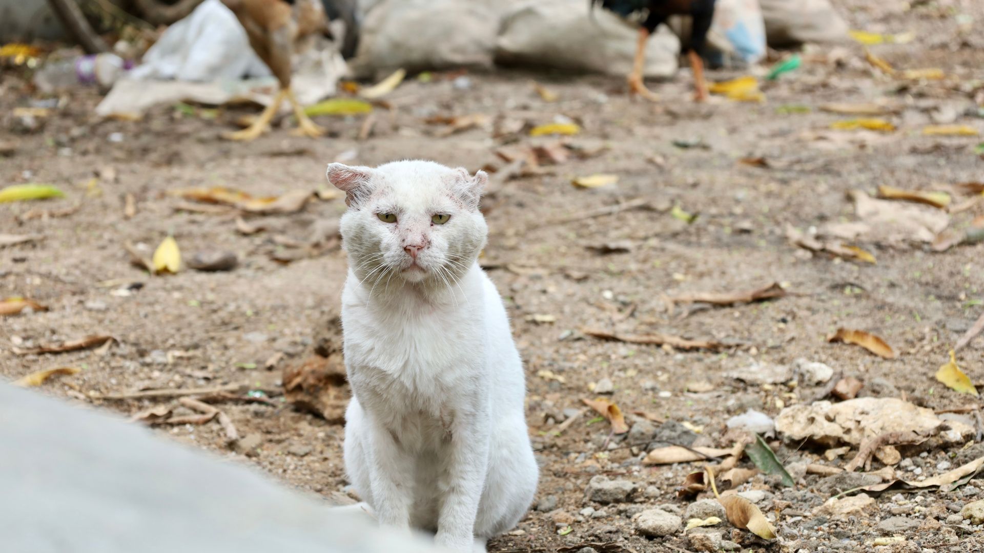 Jangan Kasih Makan Kucing Sembarangan, Kalau Gak Mau Nemu Pup di Mana-Mana