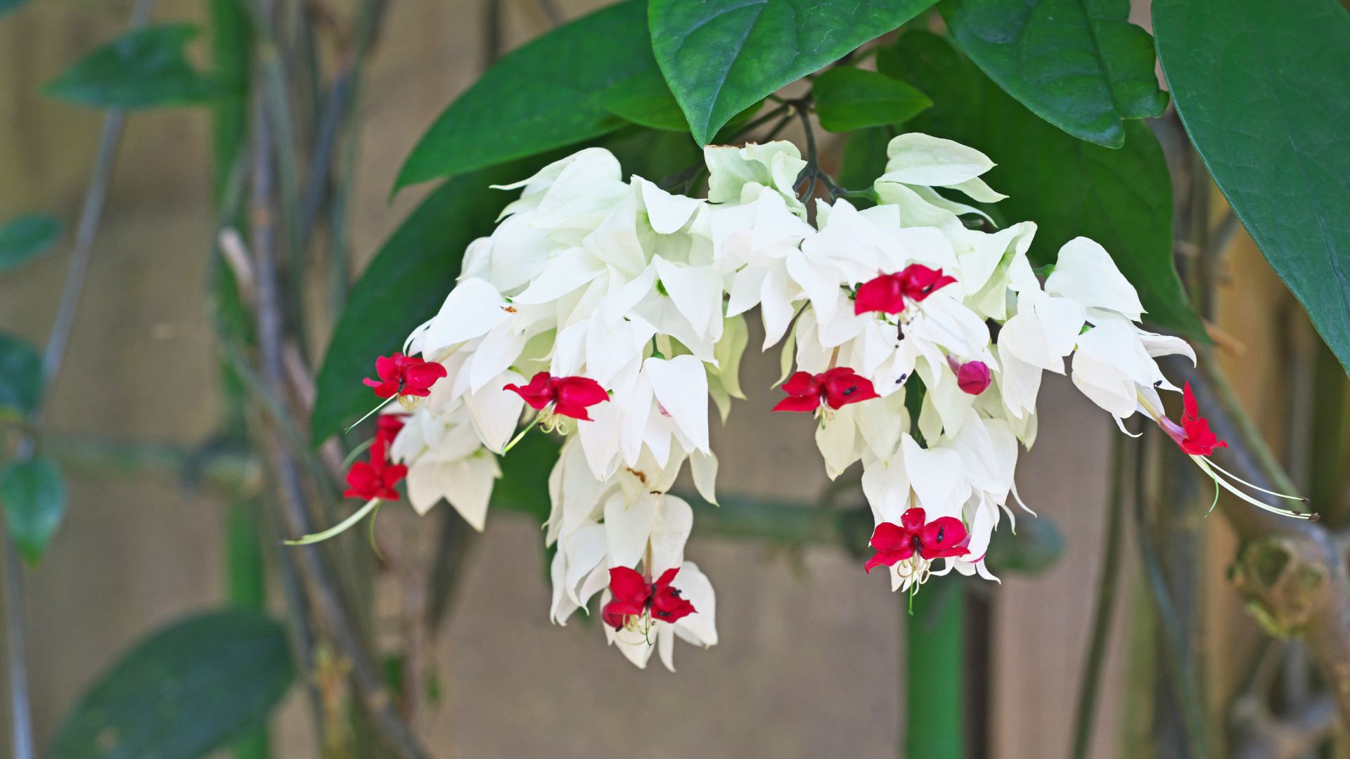 Rekomendasi Tanaman rambat buat pagar rumah